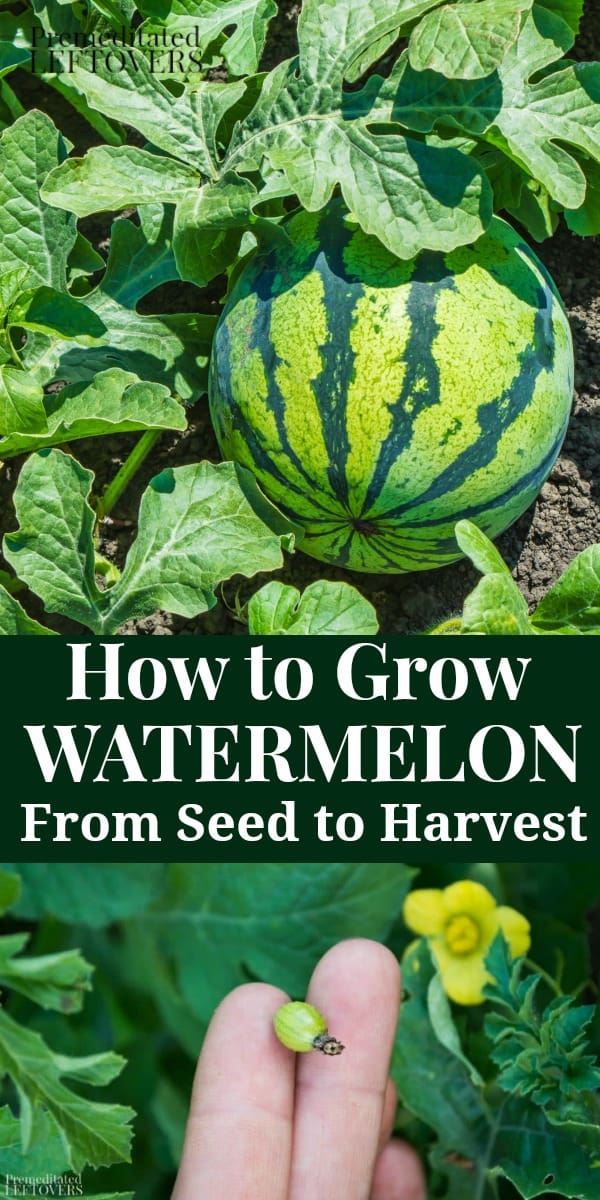 How To Grow Watermelon