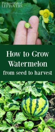 Tips for growing watermelon, including how to plant watermelon seeds and watermelon seedlings, and how to harvest watermelon.