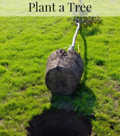 How to Successfully Plant a Tree