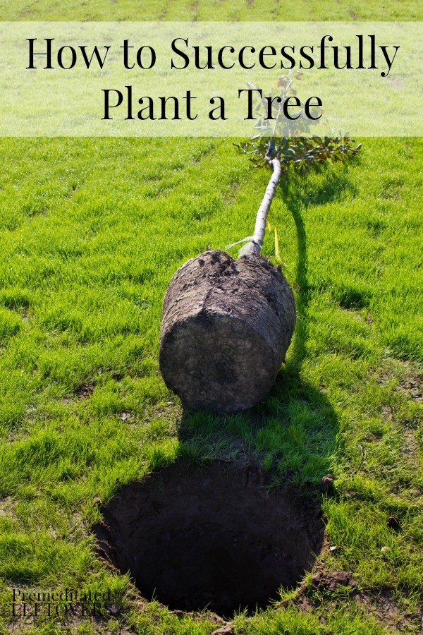 How to Successfully Plant a Tree - These tips for planting bare root trees and burlap wrapped trees will help you give your trees a good start.