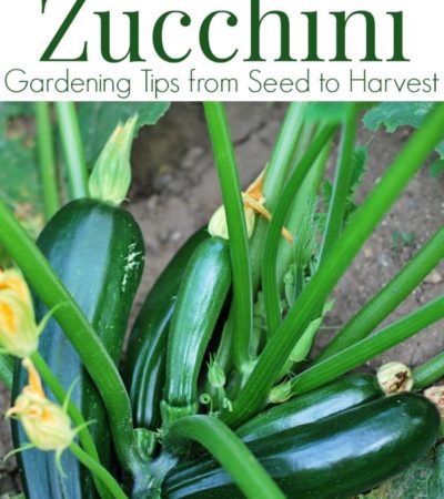 How to grow Zucchini plants
