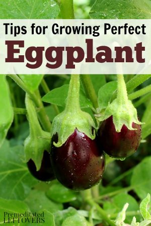 How to Grow Eggplant in Your Garden - From Seed to Harvest