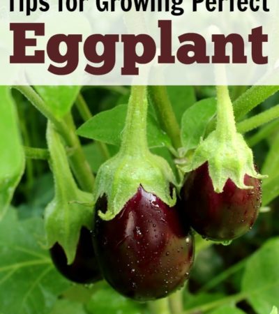 How to Grow Eggplant - Tips on how to plant eggplant seeds and seedlings, how to care for eggplant seedlings, and how to harvest eggplant.