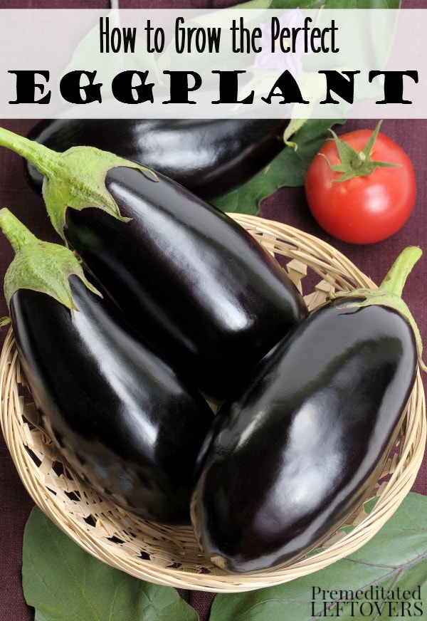 How To Grow Eggplant In Your Garden From Seed To Harvest