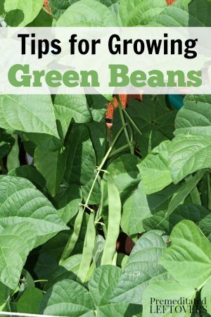 How to Grow Green Beans in Your Garden - From Seed to Harvest