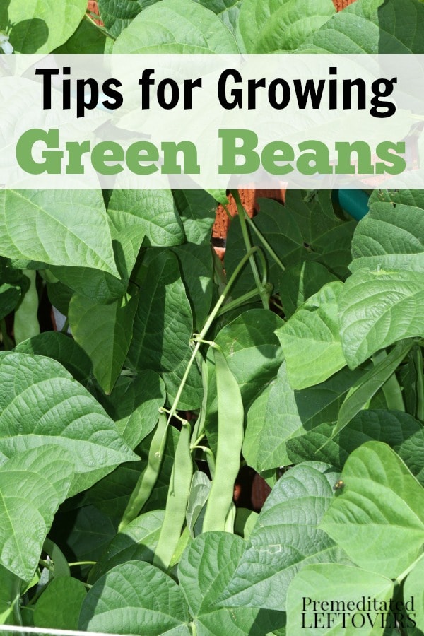 How to Grow Green Beans, including how to plant green bean seeds, how to transplant and care for green bean seedlings, and how to harvest green beans.