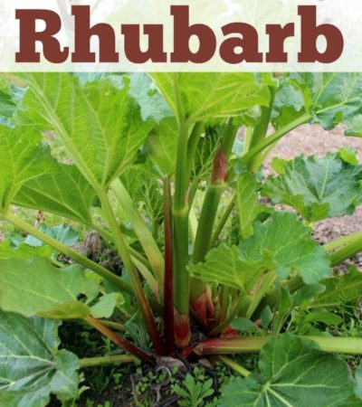 How to Grow Rhubarb - Tips for growing rhubarb, including how to plant rhubarb crowns, how to care for rhubarb plants, and how to harvest rhubarb plants.