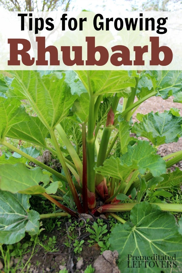 How to Grow Rhubarb - Tips for growing rhubarb, including how to plant rhubarb crowns, how to care for rhubarb plants, and how to harvest rhubarb plants.