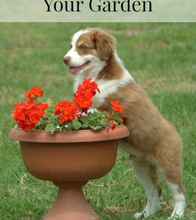 Tips for Pet Proofing Your Garden