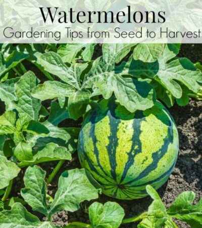 how to grow watermelons in your garden - growing tips for watermelons from seed to harvest.