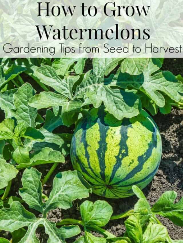 How to Grow Juicy Watermelon Story - Premeditated Leftovers™