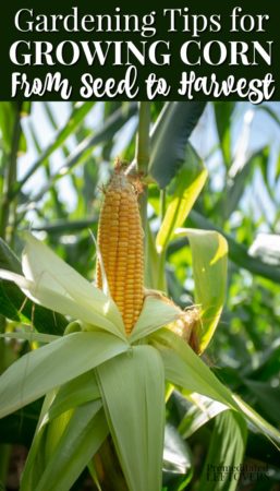 Helpful gardening tips for growing corn in your vegetable garden from seed to harvest.