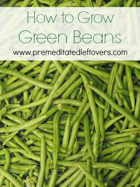 tips for growing green beans in your vegetable garden