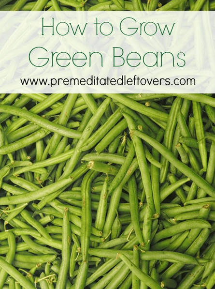 How to Grow Green Beans in Your Garden - From Seed to Harvest