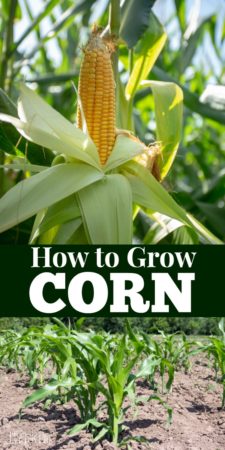 How to grow corn from seed to harvest.