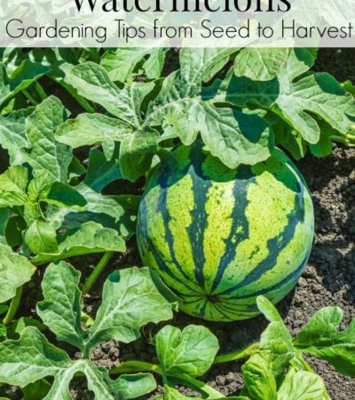 how to grow watermelons in your garden - growing tips for watermelons from seed to harvest.