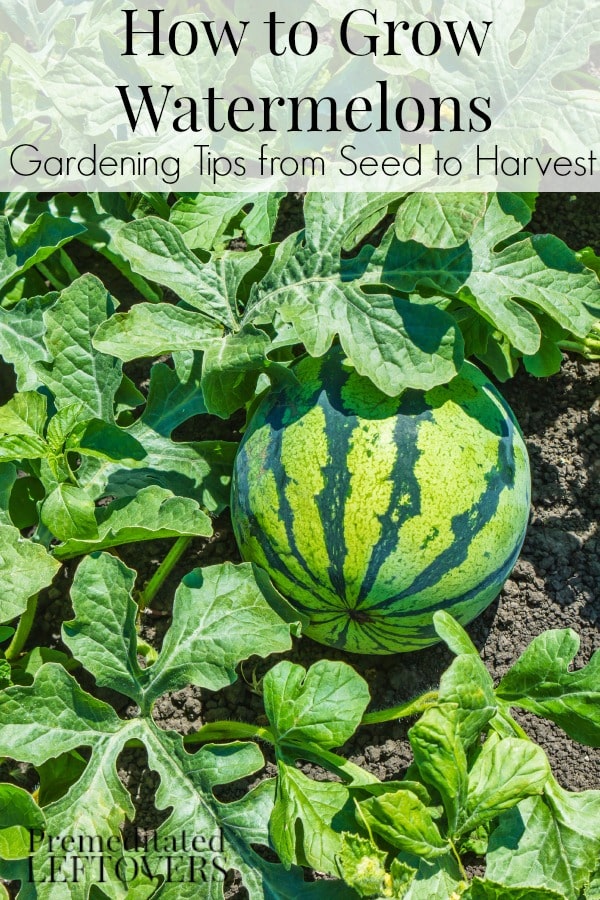 watermelon growing process