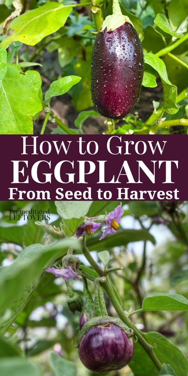 How to Grow Eggplant in Your Garden - From Seed to Harvest