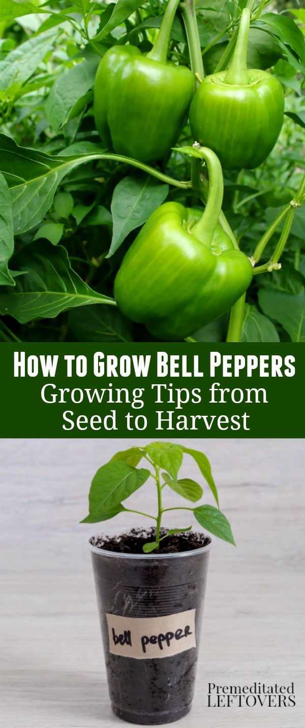 How to Grow Green Bell Peppers - growing tips from seed to harvest