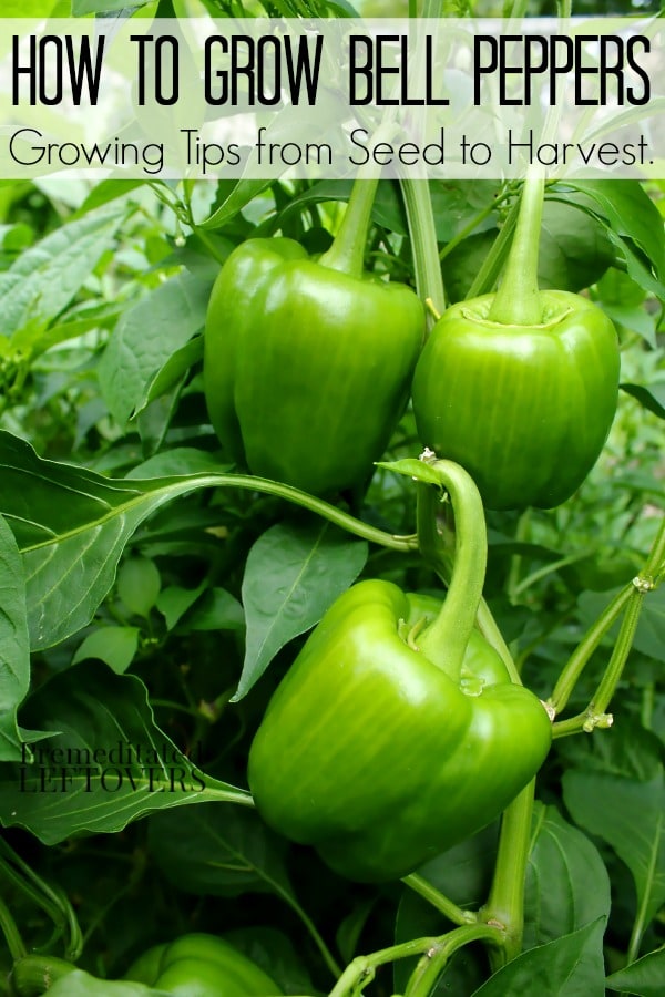 How to grow bell peppers - tips for growing peppers from seed to harvest.