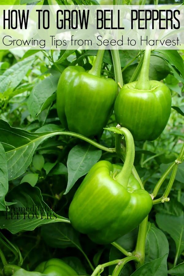 full grown bell pepper plant