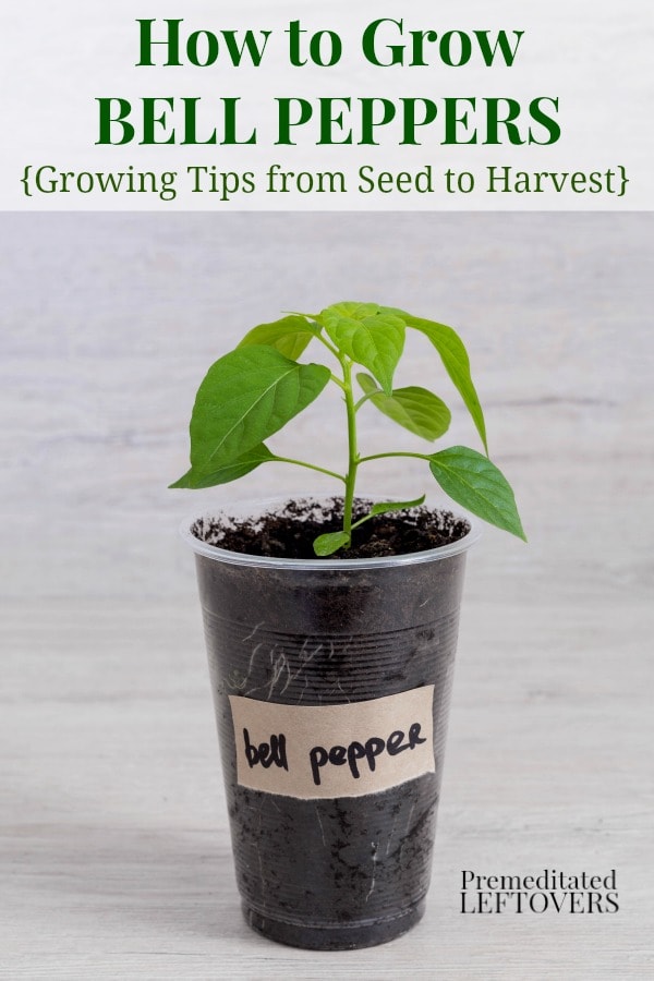 how to grow green bell peppers from seeds and how to transplant bell pepper seedlings