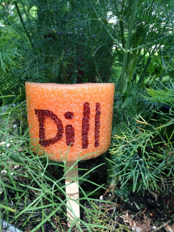 Dill pool noodle garden marker