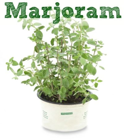 How to Grow Marjoram
