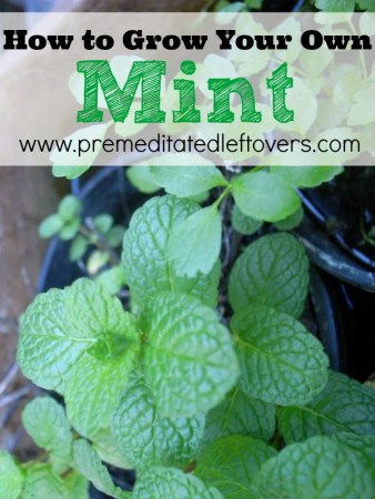 How to Grow Mint