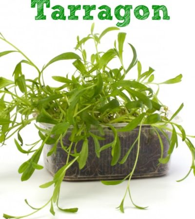 How to Grow Tarragon
