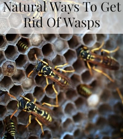 Natural Ways To Get Rid Of Wasps