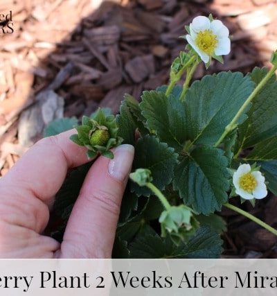 Strawberry Plant 2 Weeks after Miracle-Gro Application