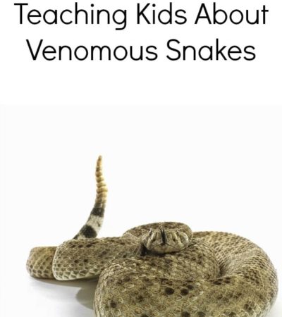 Teaching Kids About Venomous Snakes