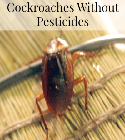 Tips for Getting Rid of Cockroaches Without Pesticides