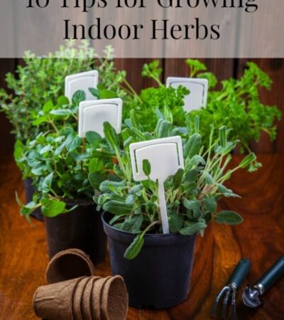 10 Tips for Growing Indoor Herbs