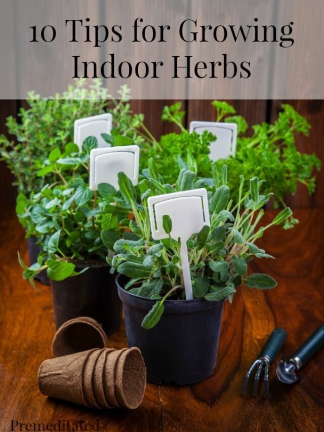 10 Tips for Growing Indoor Herbs Story