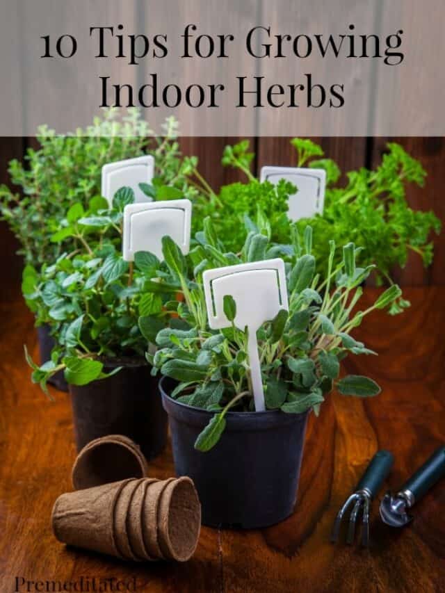 10 Tips for Growing Indoor Herbs Story - Premeditated Leftovers™