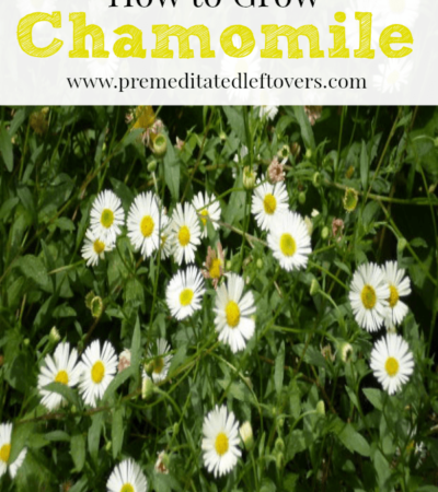 How to Grow Chamomile