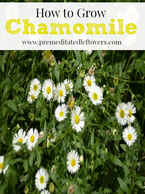 How to Grow Chamomile: Tips for growing chamomile including how to plant chamomile, how to care for your chamomile plants and how to harvest Chamomile