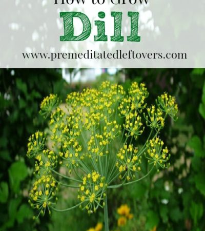 How to Grow Dill- Dill is perfect for pickling, marinades, and a variety of other dishes. Take look a these helpful tips for growing your own fresh dill.