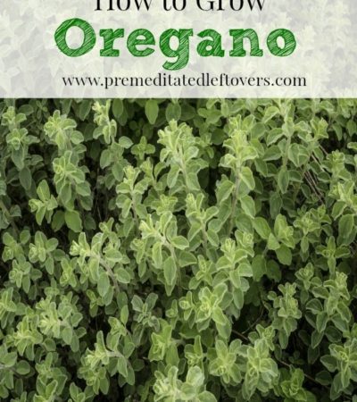 How to Grow Oregano