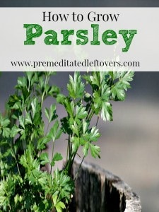 How To Grow Parsley