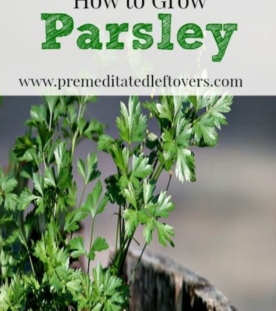 How to Grow Parsley- Parsley is easy to grow and can be used in a variety of recipes. Here are some helpful tips on how to grow parsley in your own garden.