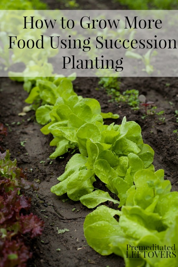 How to Use Succession Planting to Grow More Food - An introduction to using succession planting and succession planting schedules for various vegetables.