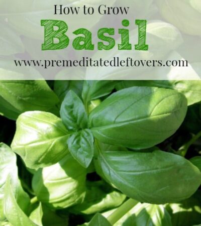 How to Grow Basil