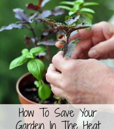 How To Save Your Garden In The Heat