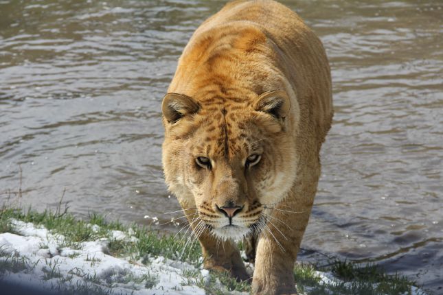 The Sierra Safari Zoo in Reno, Nevada boasts over 200 animals and forty different species. It is one of the largest zoos in Nevada. Click here for details.