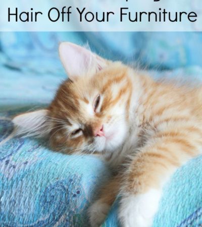 Tricks for Keeping Pet Hair Off Your Furniture