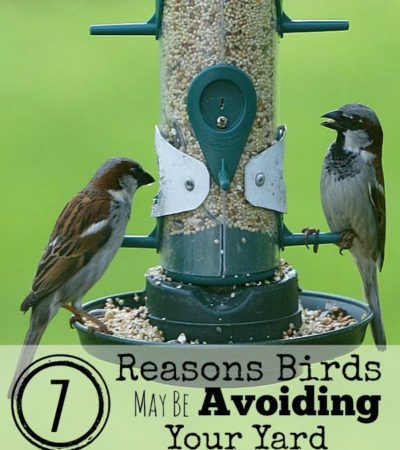 7 Reasons Birds May Be Avoiding Your Yard- Have you tried to get birds to your yard without any luck? Here are 7 possible reasons and some useful solutions.