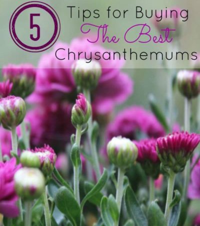 5 Tips for Buying the Best Chrysanthemums- Fall means that mum season is here! These tips will help you pick healthy plants that will perform all year long.